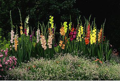 战场阴云密布 厂商公布《三角战记》盒装封面设计